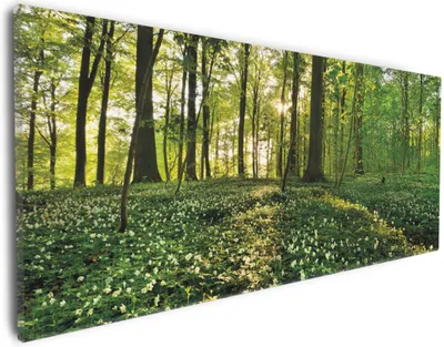 Produktbild von Wallario Premium Leinwandbild Waldanemonen und Sonnenstrahlen im Wald in Größe 30 x 75 cm