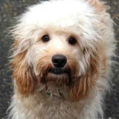Produktbild von Hunde Kunstdruck Bild - Süßer Cockapoo (40 x 40 cm)