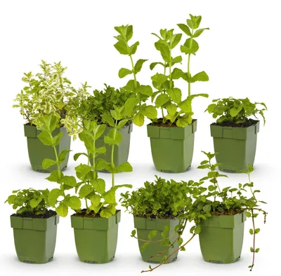 Produktbild von Green boutiQ - Stauden - Beetpakket - Teekräuter - Verschiedene - Sorten und Farben - 6 Pflanzen - Topf 11cm - Höhe 15-25cm