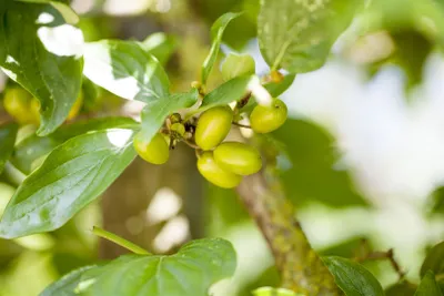 Produktbild von Cornus mas 'Jolico', Kornelkirsche, gelbe Blüten, 40–60 cm