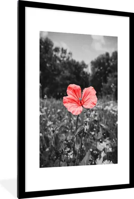 Produktbild von MuchoWow® MuchoWow® Gerahmtes Poster Blumen - Rosa - Schwarz - Weiß 60x90 cm - Poster mit zchwarzem Bilderrahmen - Dekoration - Wandposter Wohnzimmer - Hochwertig