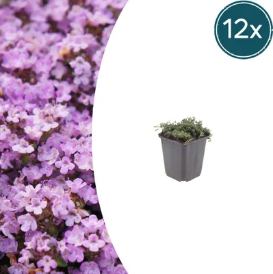 Immagine prodotto di Thymus praecox 'Purple Beauty' | 12 pezzi - 10-25cm - Ø9cm - Pianta da giardino