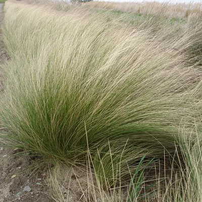 Produktbild von 6 x Dünnblättriges Federgras - Stipa tenuifolia  | Topf 9cm x 9cm