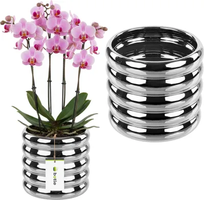 A pink orchid plant in a silver pot sits next to a stack of silver rings.