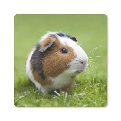 Produktbild von MuchoWow® Mauspad Mousepad Zwei Meerschweinchen 20x20 cm - Mousepads - Maus Mat - Pad - Mausunterlage - Desk Mat - Bureauartikeln