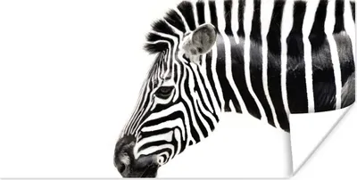 Produktbild von MuchoWow® Poster Zebra - Tiere - Weiß 40x20 cm - Poster für die Wand - Poster Schlafzimmer