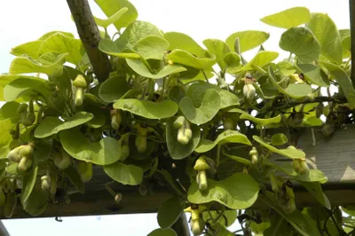 Produktbild von Aristolochia macrophylla, Pfeifenwinde, großblättrig, 60–100 cm