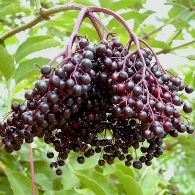Produktbild von Schwarzer Holunder Haschberg Sambucus nigra großfrüchtig 3-5 Liter Topf