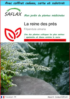 Image de SAFLAX Ensemble-cadeau - La reine des prés - 500 graines - Filipendula