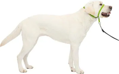 Immagine prodotto di Collare da addestramento e da escursione per cani - Taglia L, Mela verde