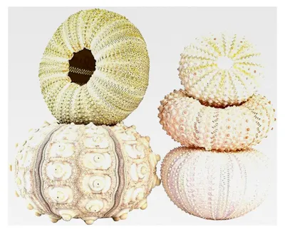 Produktbild von 5 Stück Luftpflanzenhalter, Hängende Luftpflanzentöpfe aus Muscheln mit Drainageloch für Innen und Außen