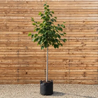 Produktbild von Zaubernuss Pallida 250-300 cm, Stammumfang 10-12 cm - Hamamelis intermedia Hochstamm