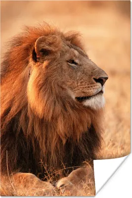 Produktbild von MuchoWow® Poster Sonne - Löwe - Jagd 80x120 cm - Papierdruck