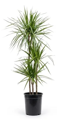 Image de Bloomique - Dracaena Marginata - Dragonnier - Plante d'intérieur - Facile d'entretien - Hauteur 120-140 cm - Pot 24 cm, Image générée par une IA