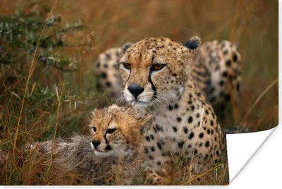 Produktbild von MuchoWow® Poster Geparden sitzen zusammen 120x80 cm - Bilder