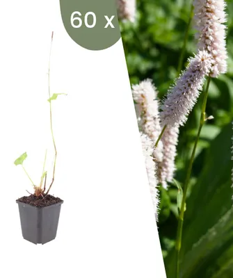 Produktbild von Plants by Frank | 60 Wiesenknöterich 'Superba' Pflanzen | Persicaria Bistorta 'Superba' | Stauden | Winterhart | Mehrjährig | Gartenpflanzen