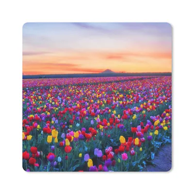 Produktbild von MuchoWow® Mauspad Mousepad Tulpen - Regenbogen - Horizont 20x20 cm - Mousepads - Maus Mat - Pad - Mausunterlage - Desk Mat - Bureauartikeln