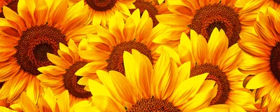 Produktbild von Fototapete - Helianthus 375x150cm - Vliestapete