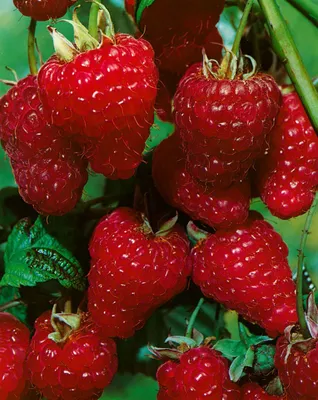 Produktbild von Rubus idaeus 'ZEFA 3 Herbsternte', Himbeere, 30–40 cm