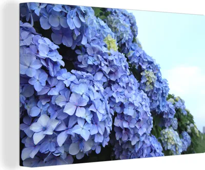 Produktbild von OneMillionCanvasses® - Leinwandbilder - 150x100 cm, Hortensienblüten, Wandbilder Kunstdruck Wanddekoration