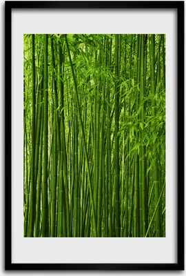 Produktbild von Bild - Bilderrahmen - 40 cm x 60 cm - MDF - Rahmen - Wandkunst - Bambuswald