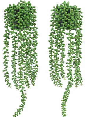 Image de Plantes succulentes artificielles, lot de 2, petites plantes décoratives pour l'intérieur et l'extérieur