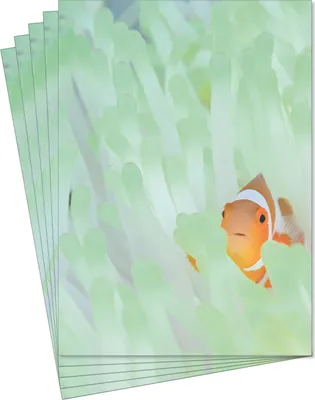 Produktbild von Motivpapier Briefpapier Clownfisch Anemonenfisch  zwischen Korallen (MPA-5247, DIN A4, 25 Blatt)