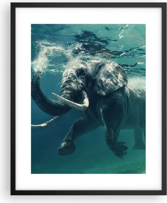 Produktbild von Gerahmtes Poster - Schwarzer Rahmen - Elefant Tier Wasser - 40x50 cm - Wand Bild - Wanddeko - Wandbilder - Kunstposter - Wandposter - Bilderrahmen - Bilder - Kunstdruck - Wandbild - P2BPA40x50-3944