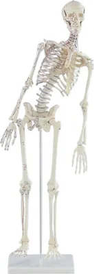 Produktbild von Erler-Zimmer Miniatur Skelett Modell „Fred“ beweglich mit Muskelmarkierungen