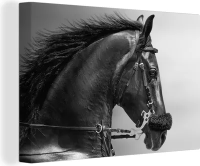 Obrázok produktu pre OneMillionCanvasses® - Obrazy na plátne - 140x90 cm, Kone - Čierna - Portrét - Zvieratá, Nástenná umelecká tlač Nástenná dekorácia - Fotografia na plátne - Maľba na drevenom ráme