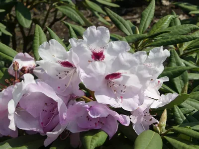 Produktbild von Rhododendron Hybride Etosha - Grossblumige Alpenrose 30 - 40 cm