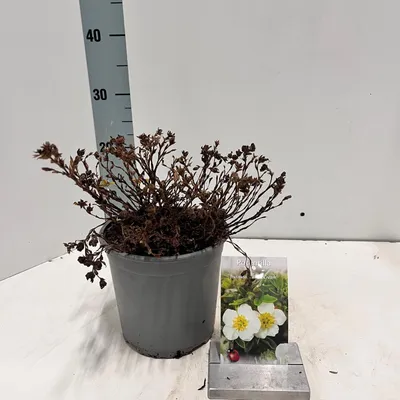 Immagine prodotto di Potentilla frut. ‘Tilford Cream’ - Potentilla | 30-35 cm in vaso