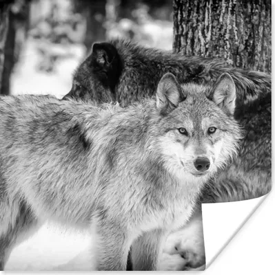 Produktbild von MuchoWow® Poster Gruppe von Wölfen in Schwarz und Weiß 50x50 cm - Wohnzimmerdekoration