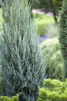 Produktbild von Juniperus scopulorum 'Blue Arrow', Wacholder, säulenförmig, 15–20 cm