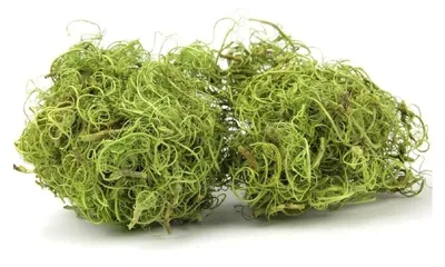 Produktbild von Curly Moos grün ca. 50 g Dekomoos Tamarindenfaser Basteln Floristik Modellbau