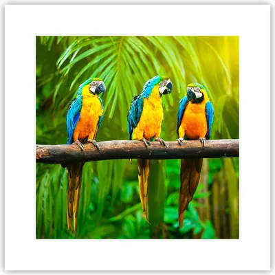 Produktbild von Poster - Poster ohne Rahmen - Papageien Collorful Natur Vögel - 30x30 cm - Wand Bild - Wanddeko - Wandbilder - Kunstposter - Wandposter - Bilder - Kunstdruck - Wandbild - P2XAC30x30-2696