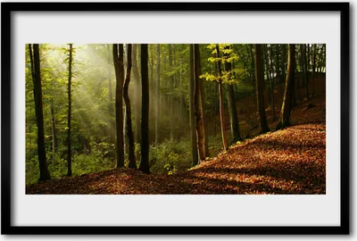 Produktbild von Bild 60x40 MDF-Rahmen Wandkunst Wald Bäume Natur