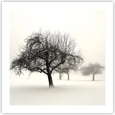 Produktbild von Poster - Poster ohne Rahmen - Bäume Schnee Nebel - 50x50 cm - Wand Bild - Wanddeko - Wandbilder - Kunstposter - Wandposter - Bilder - Kunstdruck - Wanddekoration - Wandbild - P2XAC50x50-4136