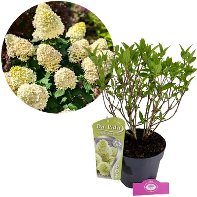 Produktbild von Hydrangea paniculata 'Skyfall', Rispenhortensie, 3 Liter Topf