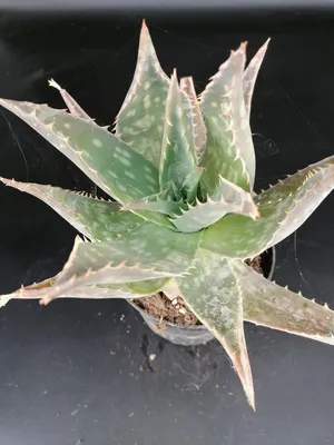 Image de Aloe maculata / Aloès maculé