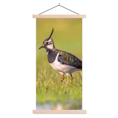 Produktbild von MuchoWow® Textilposter Vogel - Gras - Natur - Tiere - Kiebitz 40x80 cm mit holzfarbenen Rahmen - Wohnzimmer