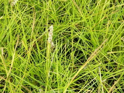 Produktbild von 6 x Sesleria autumnalis - Blaugras im Topf 9x9 cm