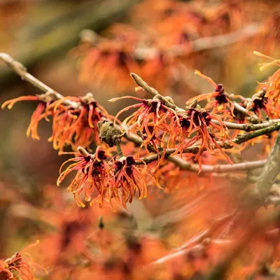 Produktbild von Hamamelis x intermedia ‘Aphrodite’, Zaubernuss, 2-Liter-Topf