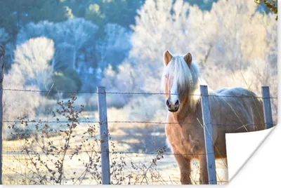 Produktbild von MuchoWow® Poster Pferd - Winter - Schnee 120x80 cm - Bilder