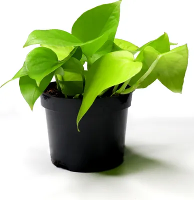 Produktbild von BALDUR Garten 1x Efeutute Golden Pothos, Pflanze im 12 cm-Topf, Zimmerpflanze, Epipremnum aureum, Grünpflanze, Ampelpflanze, Kletterpflanze, mehrjährig - frostfrei halten, pflegeleicht
