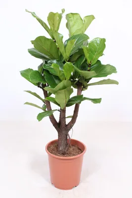 Zdjęcie produktu dla Ficus Lyrata - 110-120cm - Ø27cm - Roślina doniczkowa - Zimozielony