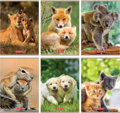 Zdjęcie produktu dla Zeszyt A5/32K linia podwójna Animals (10szt)