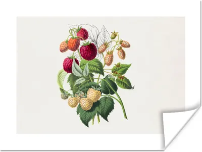 Produktbild von MuchoWow® Poster Himbeere - Frucht - Pflanze 120x90 cm - Wandbild