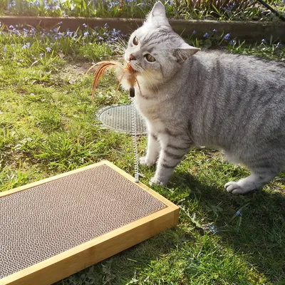 Produktbild von Navaris Katzen Kratzbrett mit Feder Spielzeug - Kratzmatte mit Katzenspielzeug austauschbar - Kratz Pappe Katzenbrett für die Krallen Deiner Katze