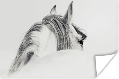 Produktbild von MuchoWow® Poster Pferd - Weiß - Tier 180x120 cm - Fotoplakat